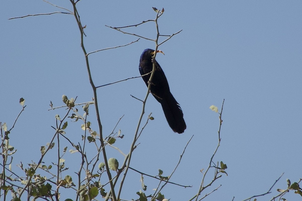 Irrisor à cimeterre - ML652656169