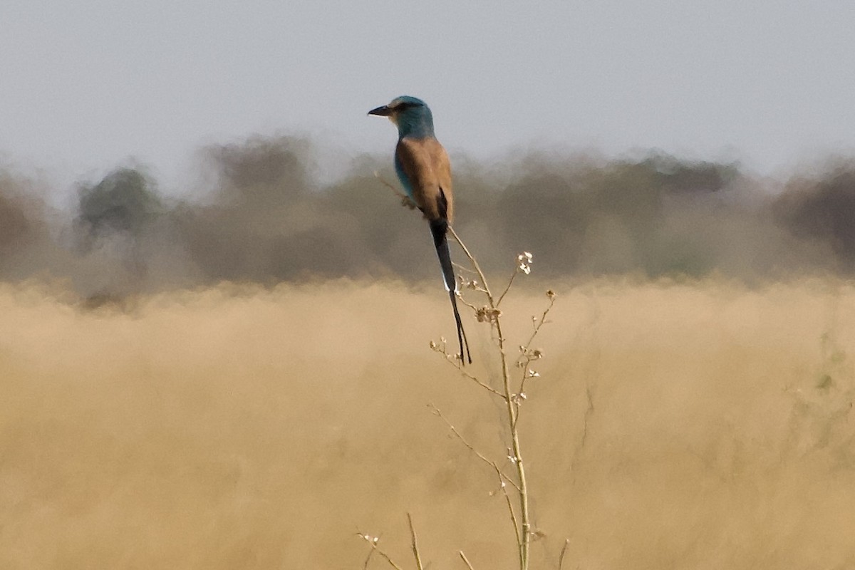 Rollier d'Abyssinie - ML652656209