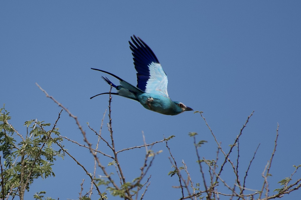 Rollier d'Abyssinie - ML652656210