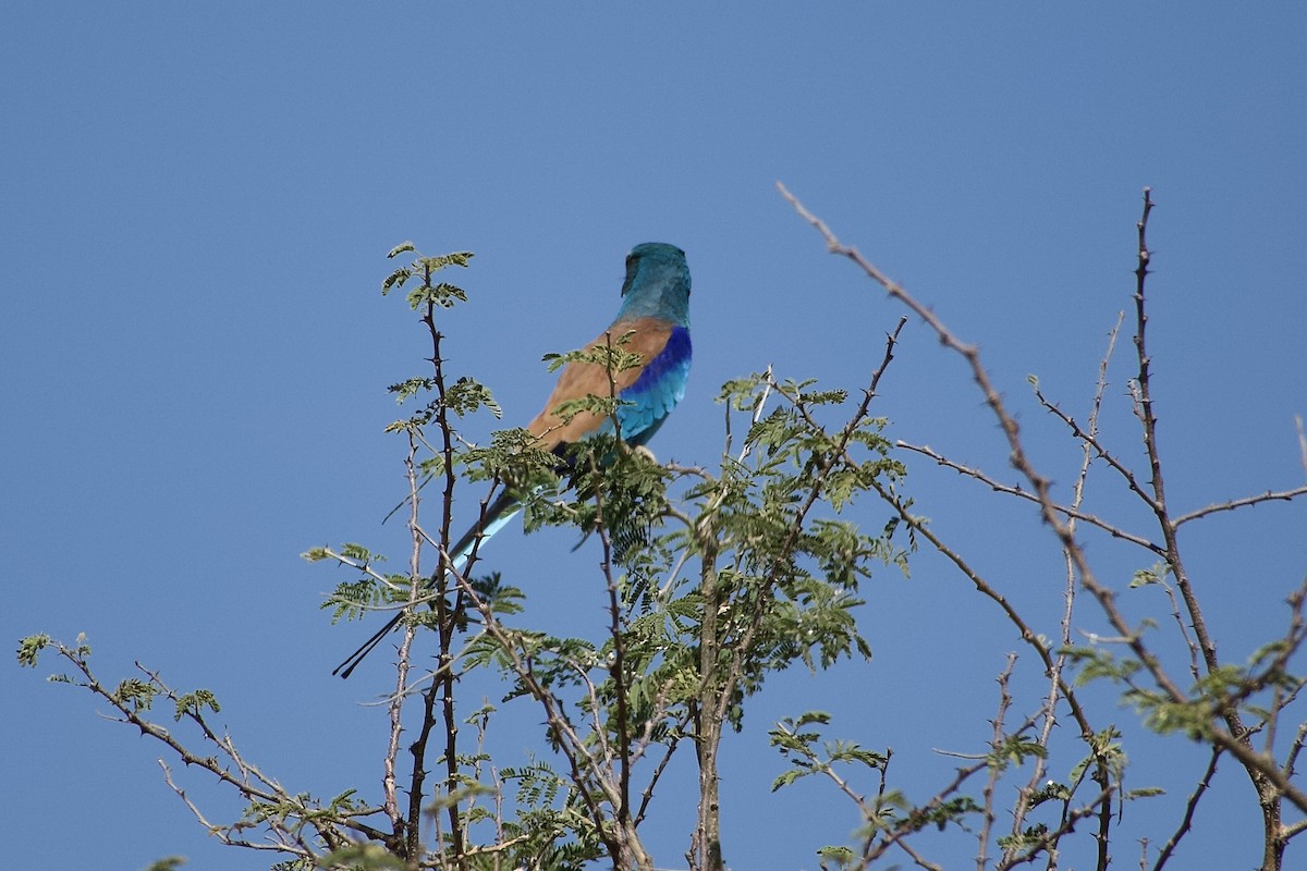 Rollier d'Abyssinie - ML652656211