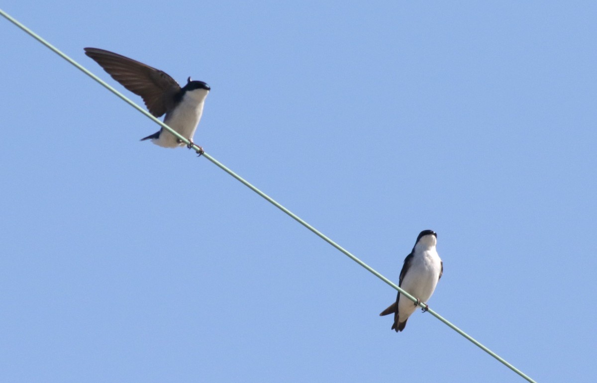 vlaštovka stromová - ML652656237