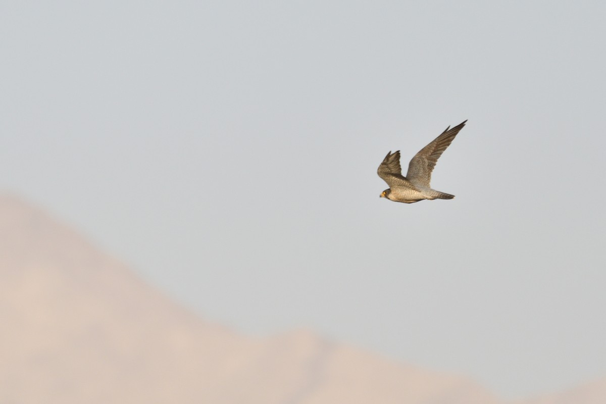 Wanderfalke - ML652656269