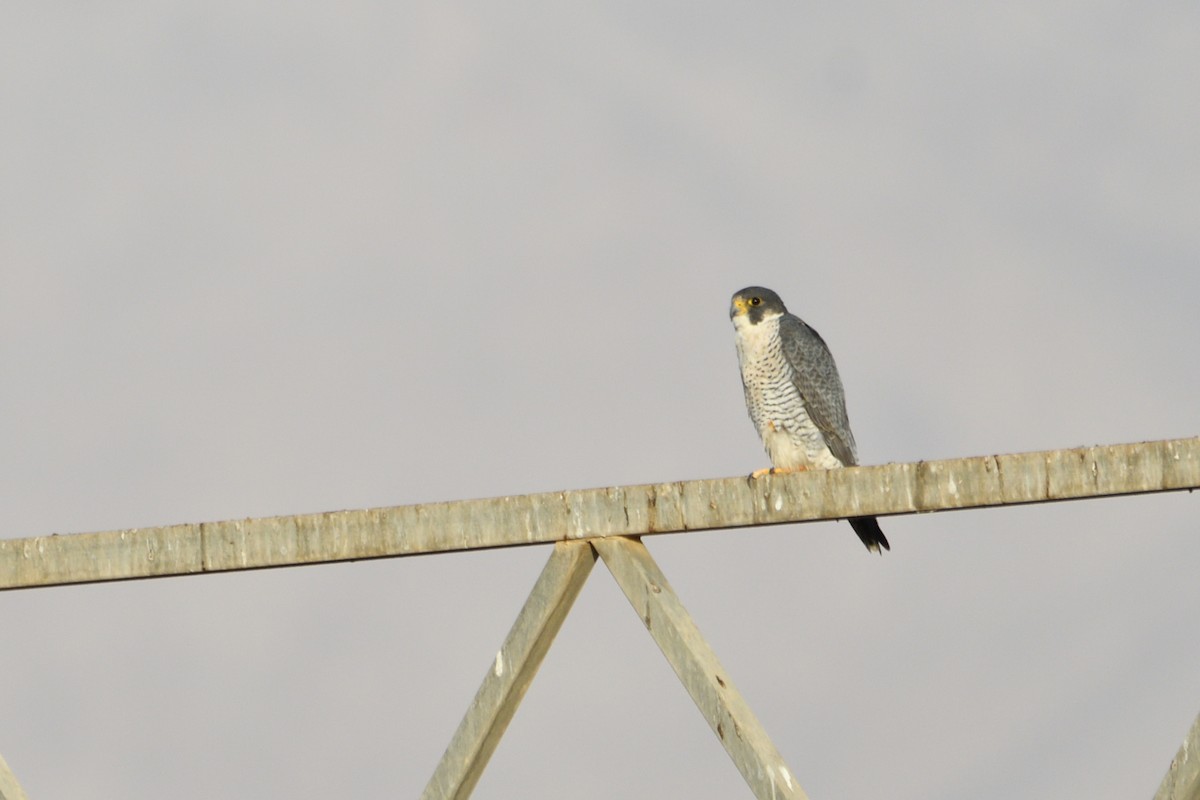 Wanderfalke - ML652656270