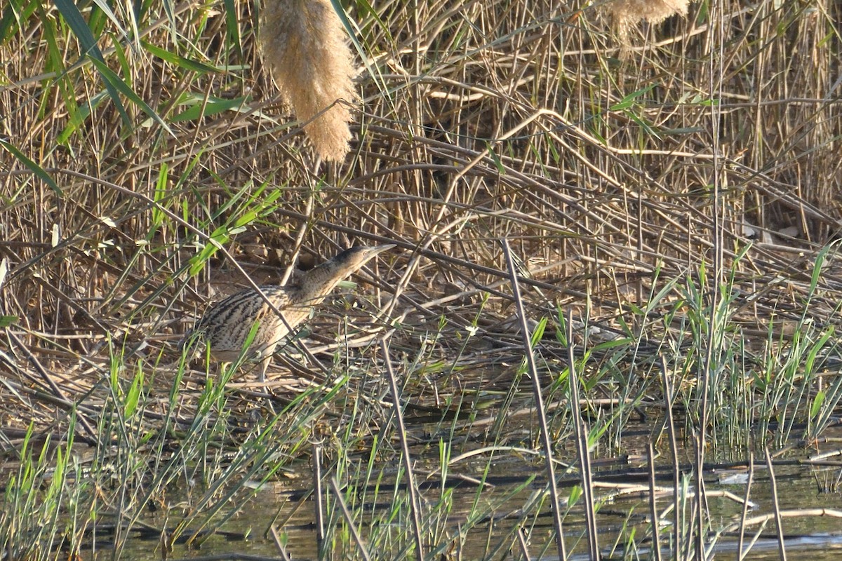 Rohrdommel - ML652656279