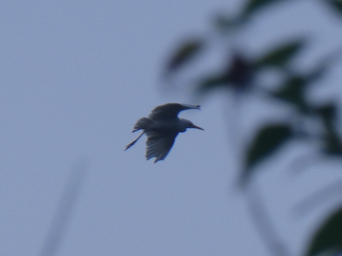 Koartzatxo itzaina - ML652656289