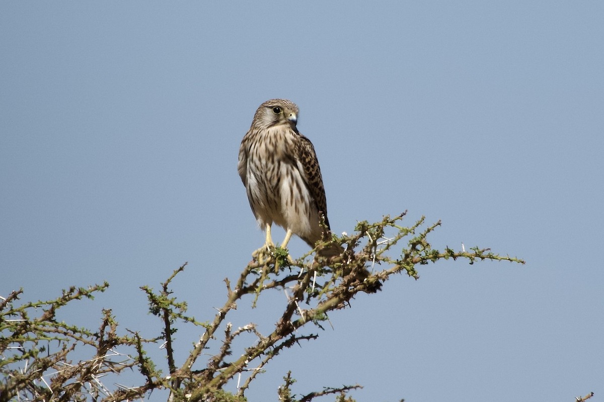 Faucon crécerelle - ML652656290
