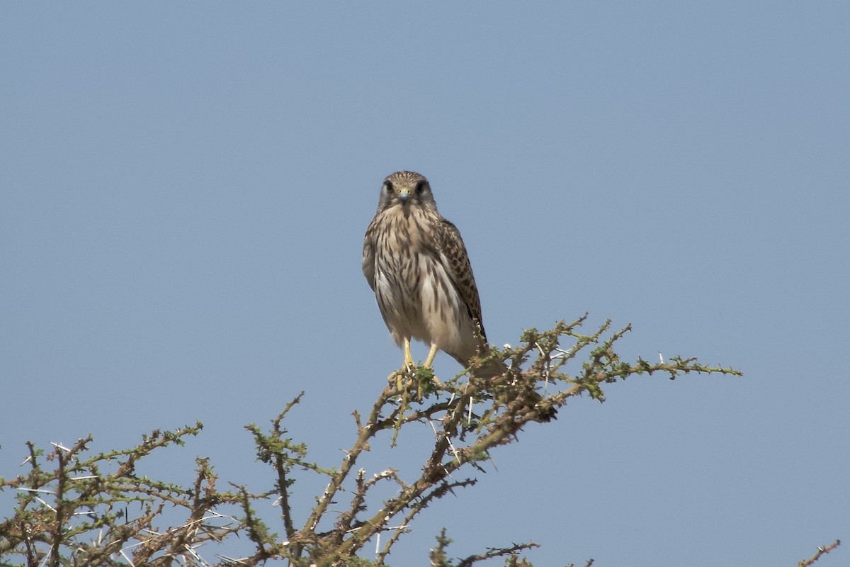 Faucon crécerelle - ML652656291