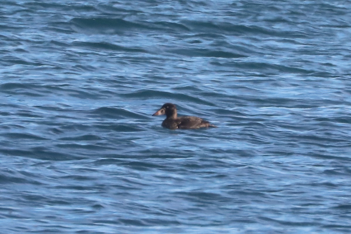 Surf Scoter - ML652656311