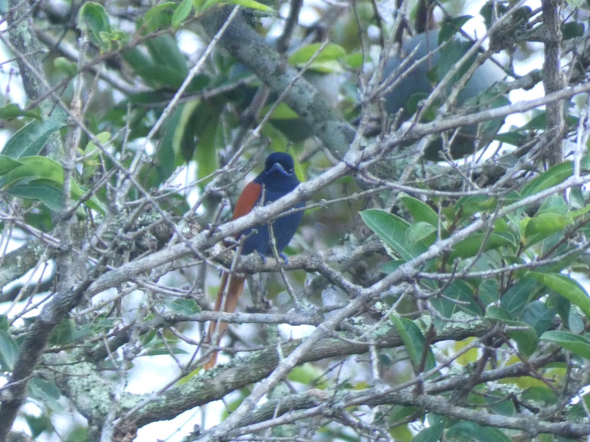 Bates's Paradise-Flycatcher - ML652656414