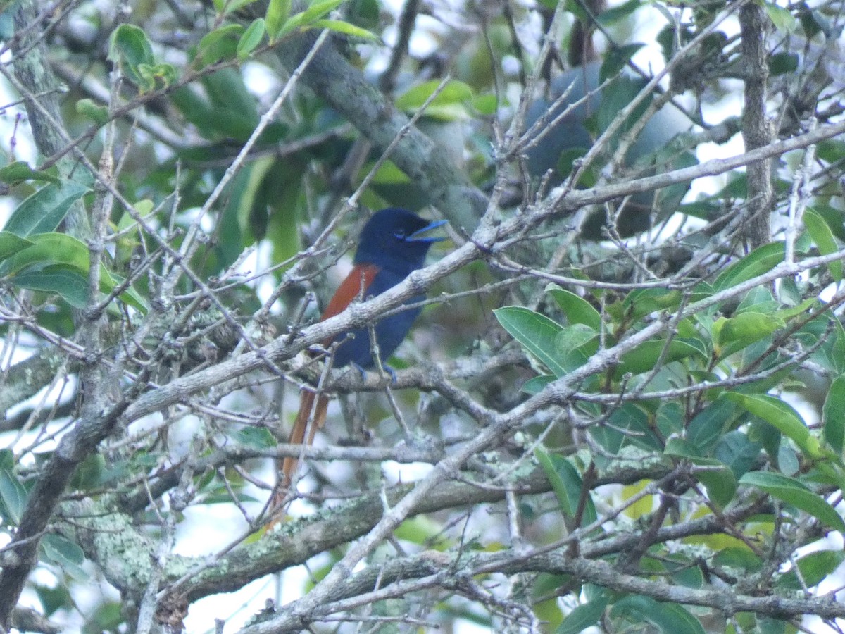 Bates's Paradise-Flycatcher - ML652656415