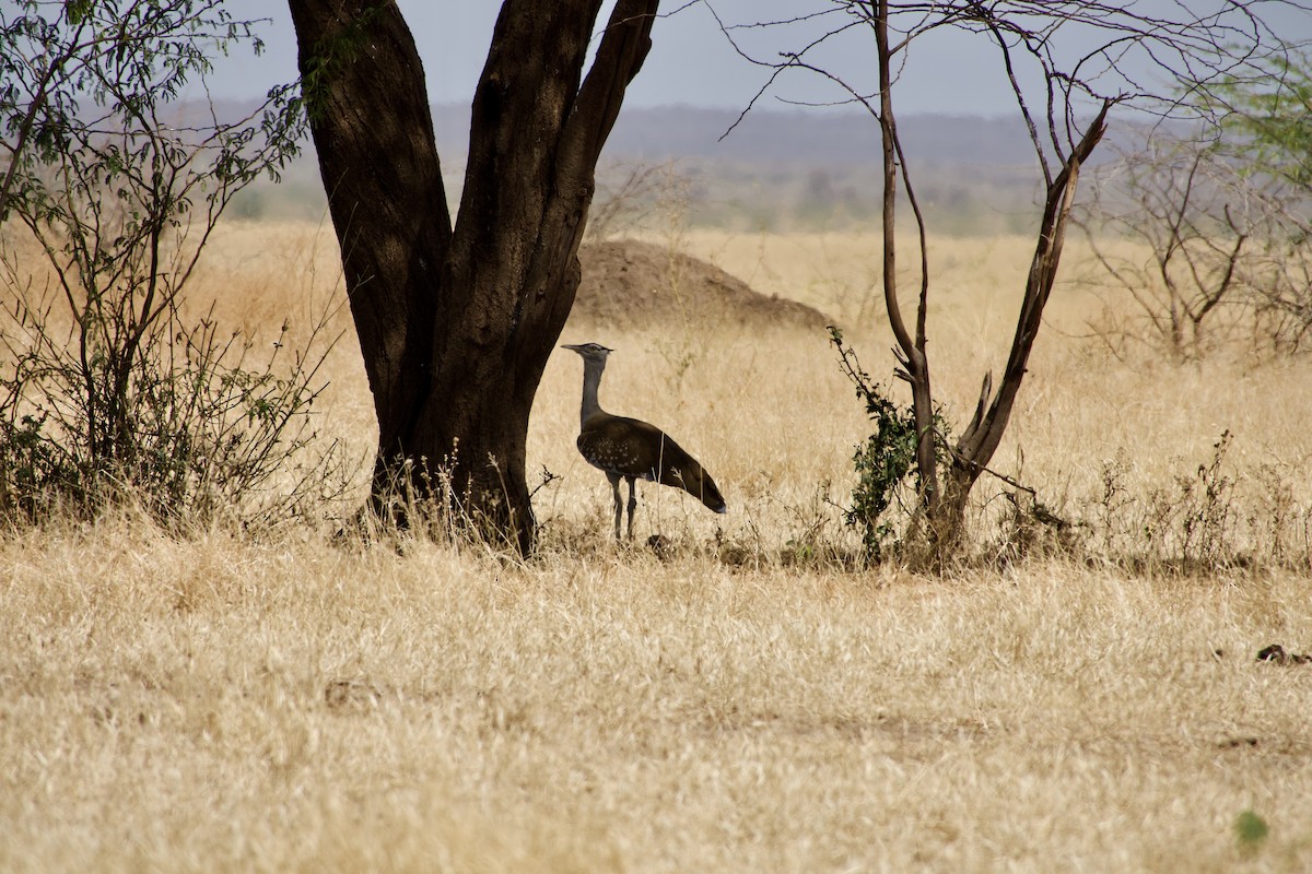 Outarde arabe - ML652656479