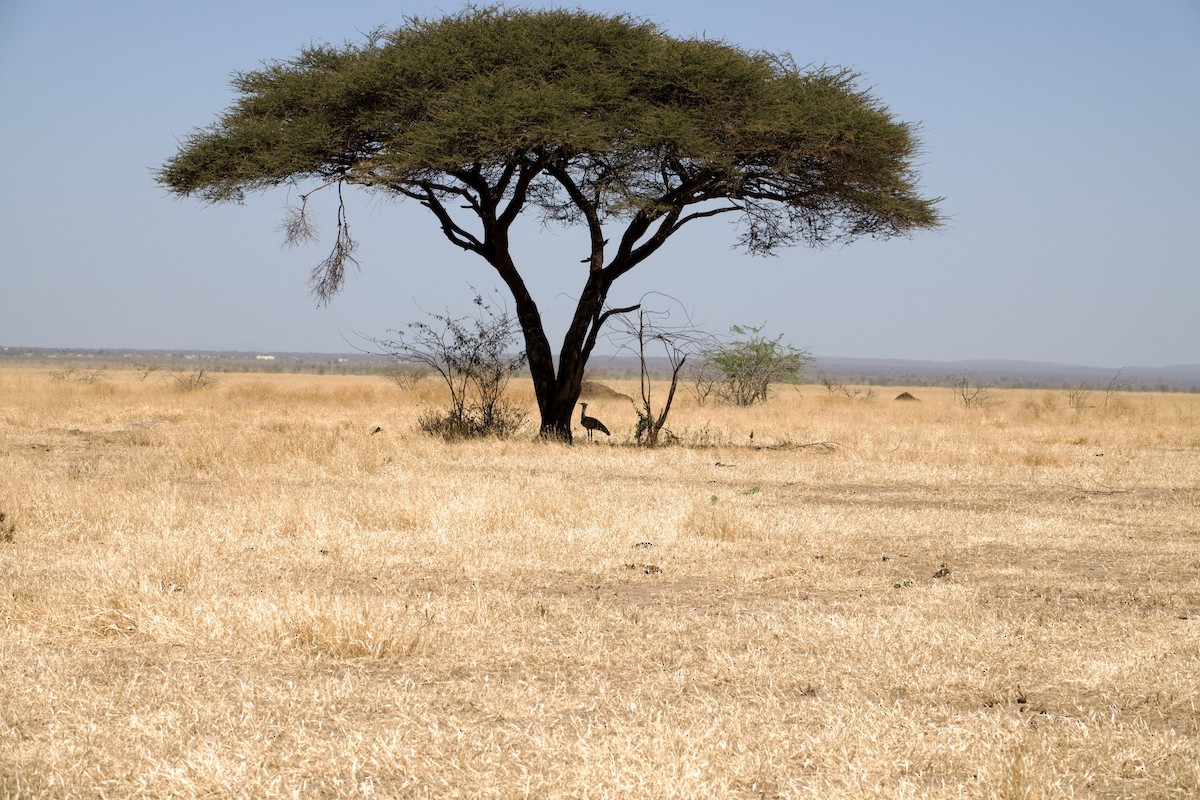 Outarde arabe - ML652656480