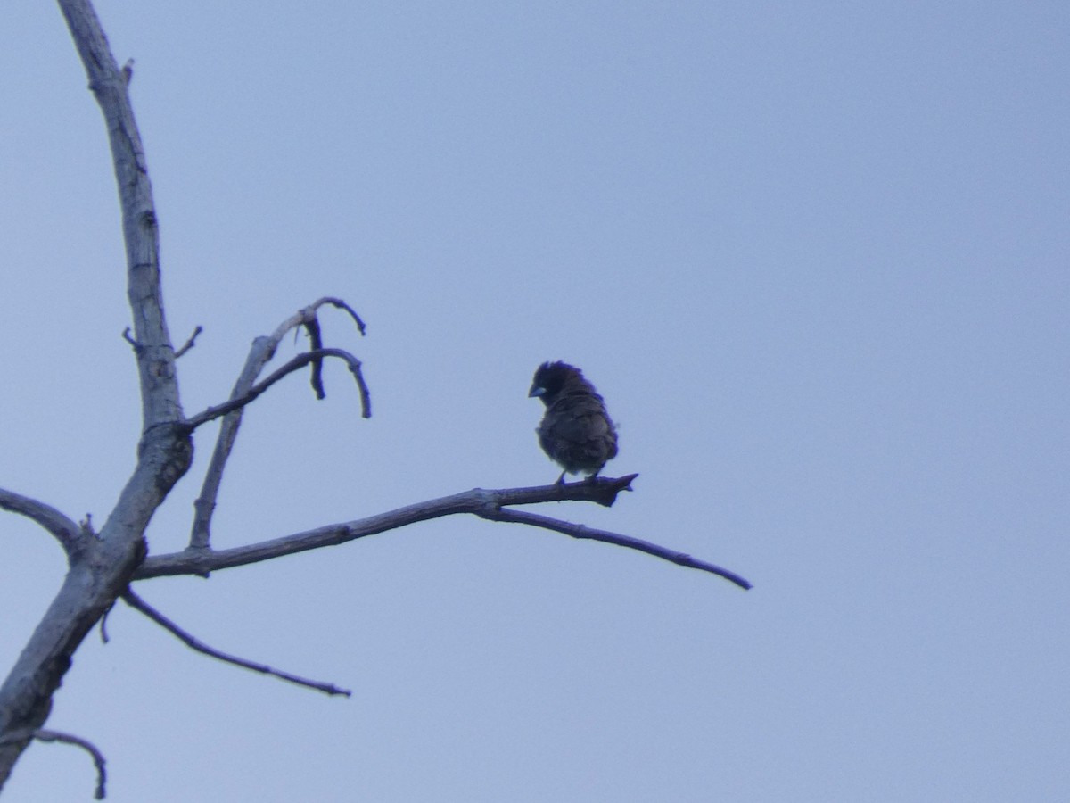 Bronze Mannikin - ML652656492