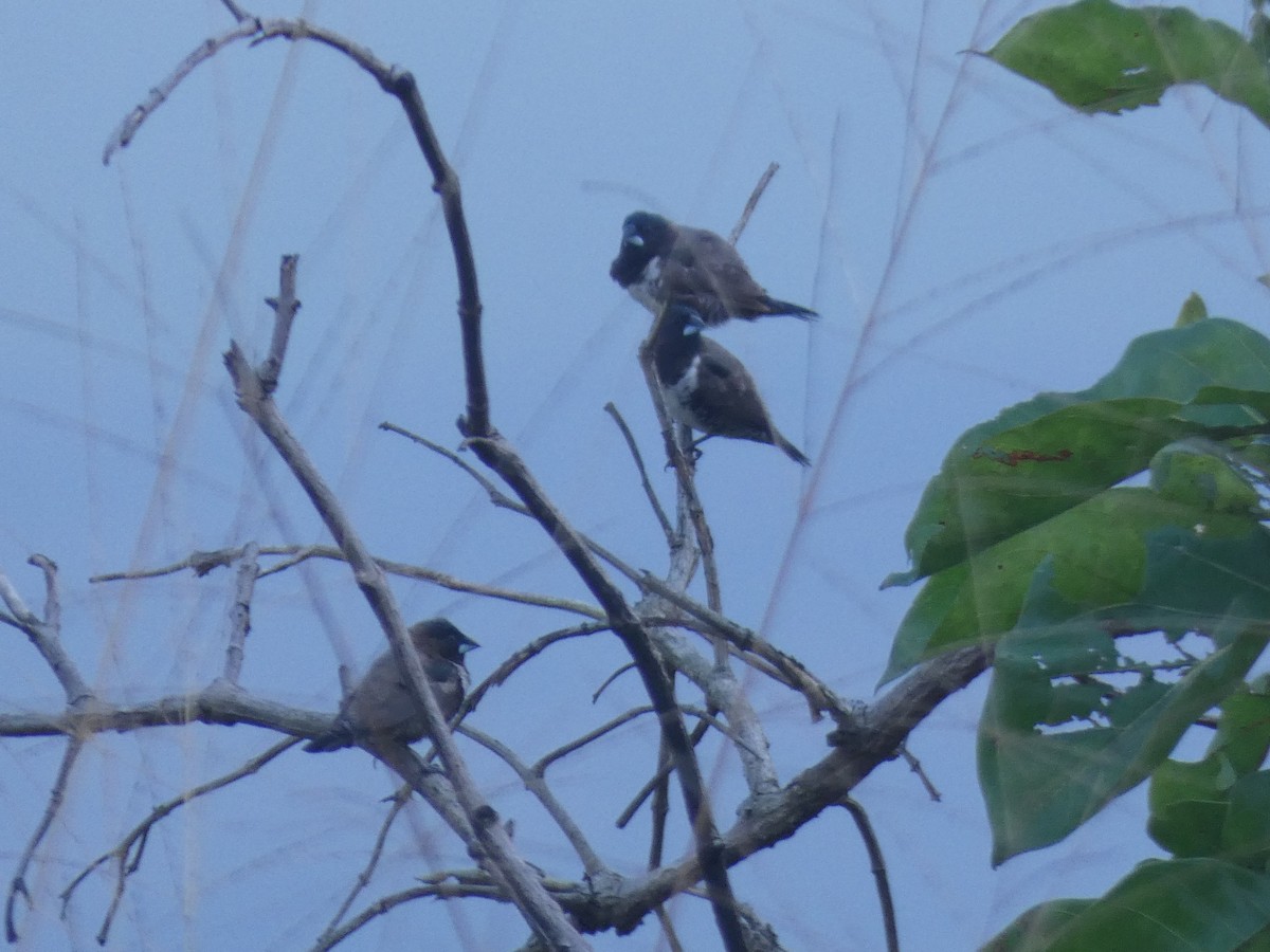 Bronze Mannikin - ML652656493