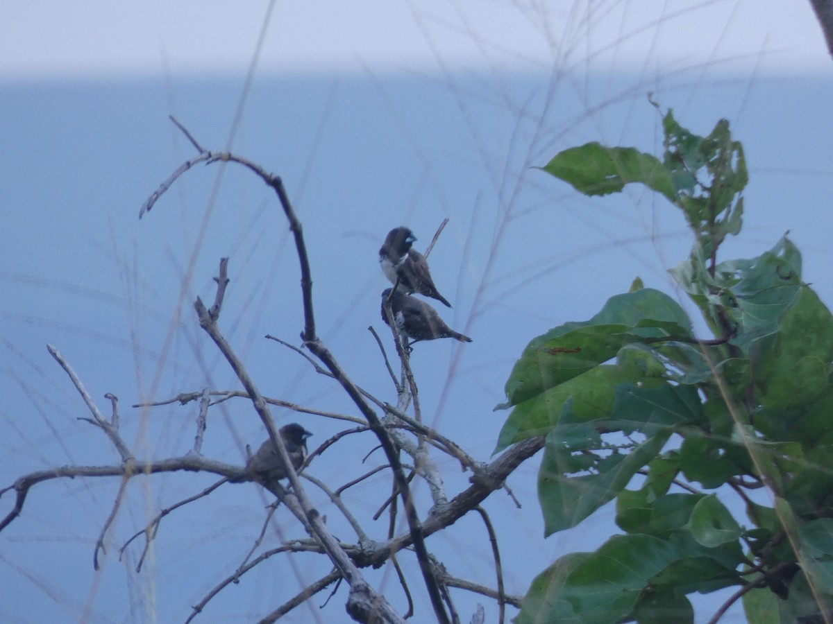 Bronze Mannikin - ML652656494