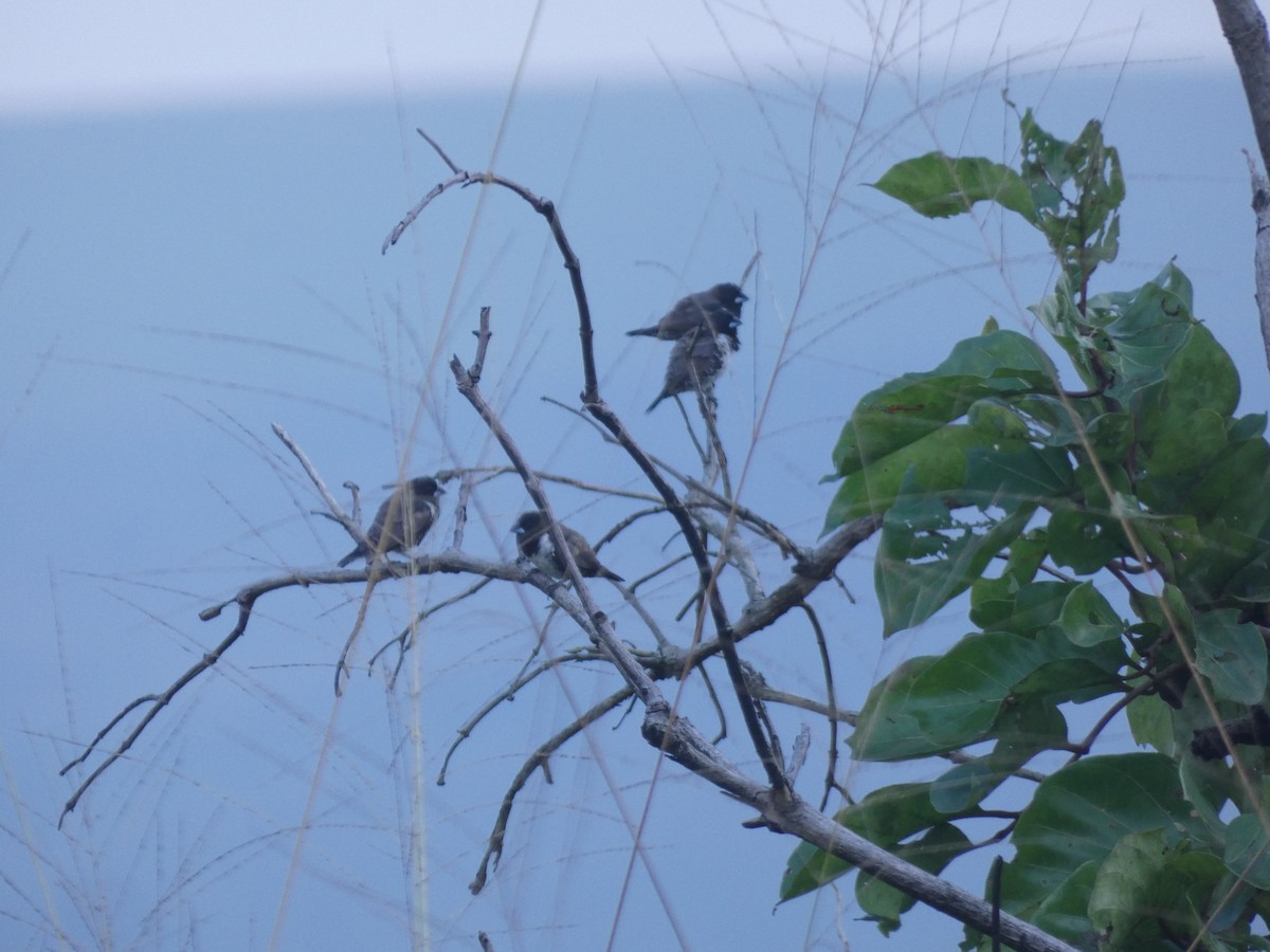 Bronze Mannikin - ML652656517