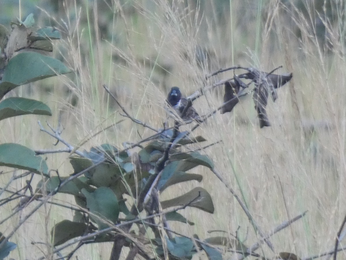 Bronze Mannikin - ML652656573