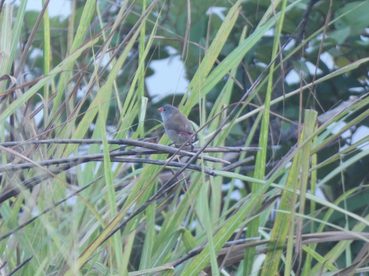 Fawn-breasted Waxbill - ML652656582