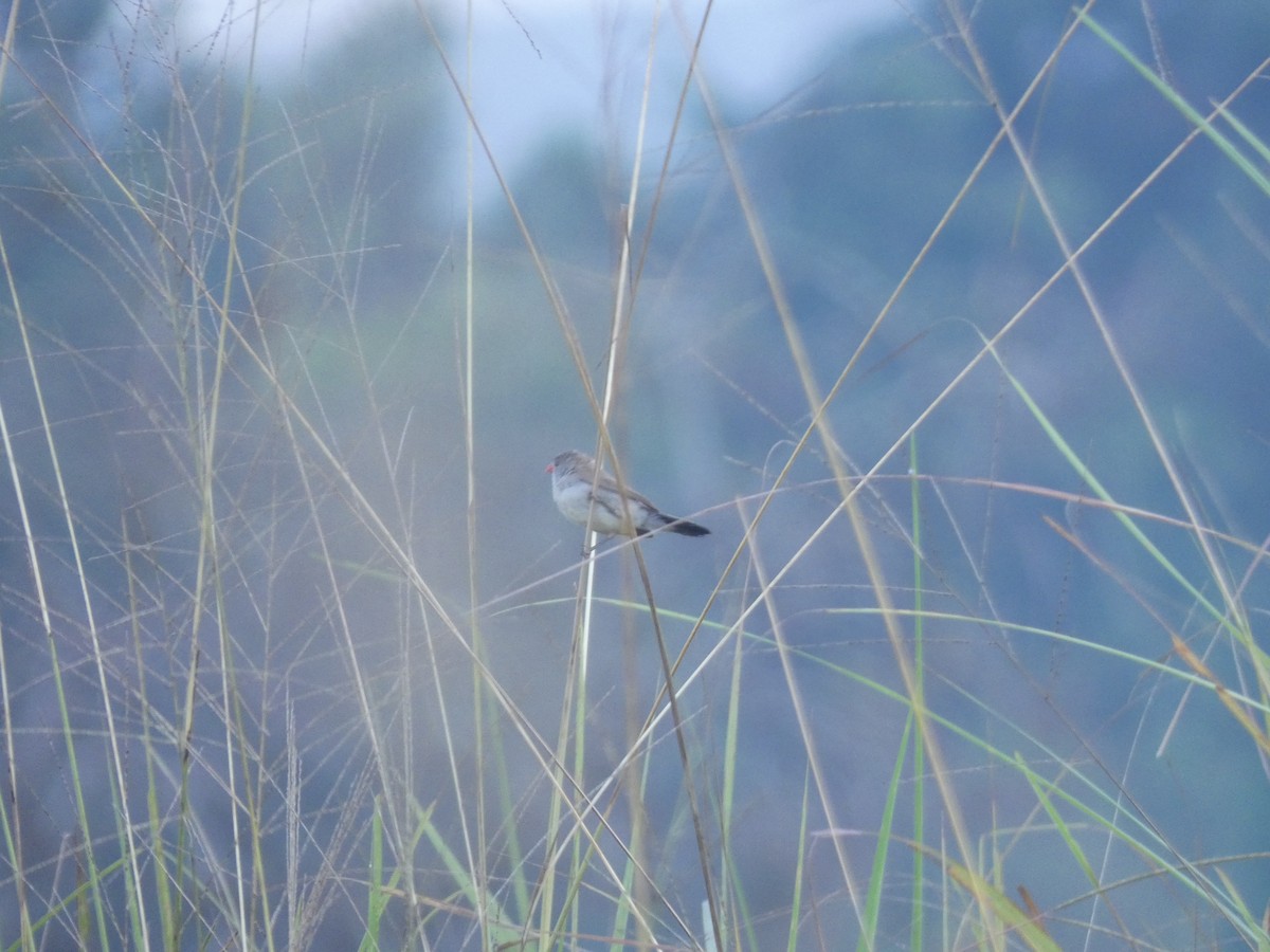 Fawn-breasted Waxbill - ML652656583