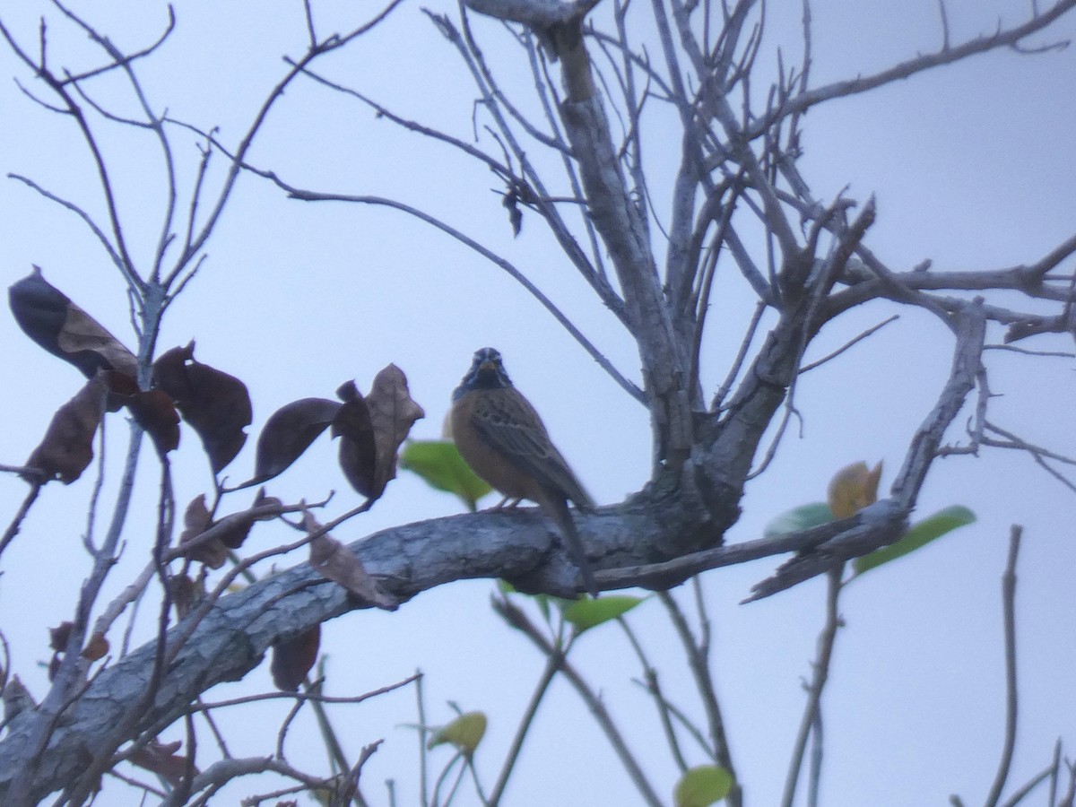 Berdantza bulargorria - ML652656641