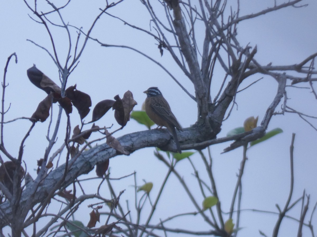 Berdantza bulargorria - ML652656642