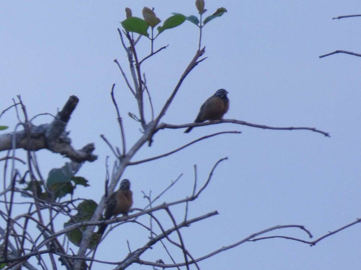 Berdantza bulargorria - ML652656679