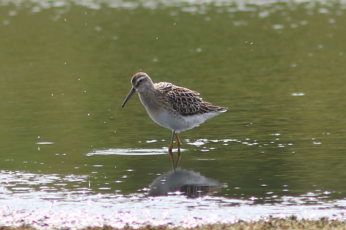 Stilt Sandpiper - ML65265671