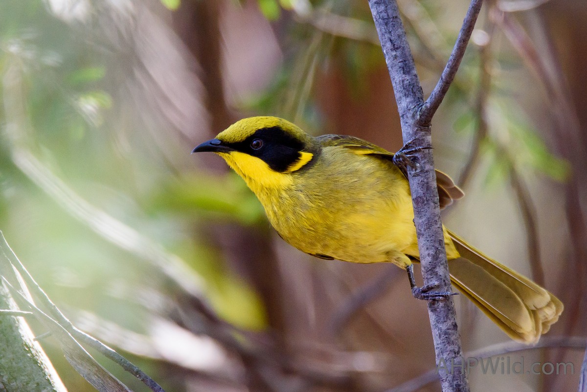 Yellow-tufted Honeyeater - ML65265681