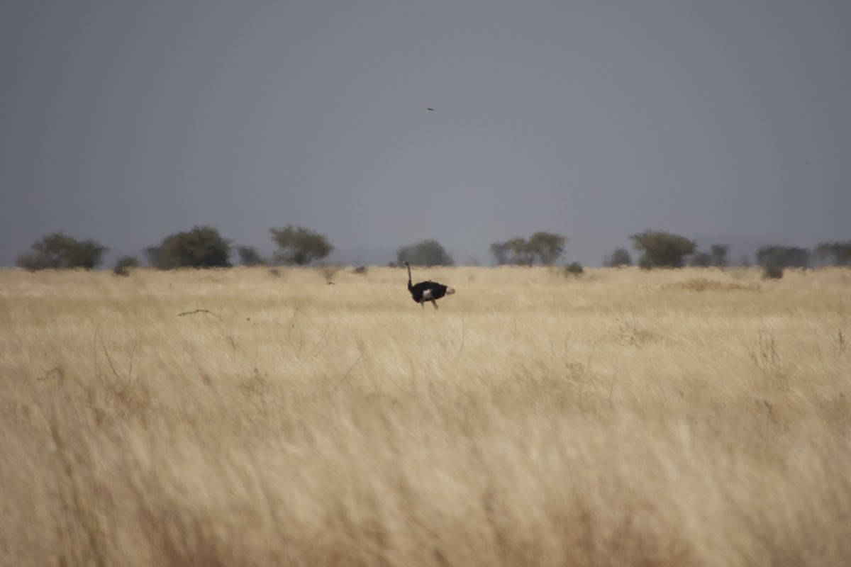 Autruche de Somalie - ML652656877