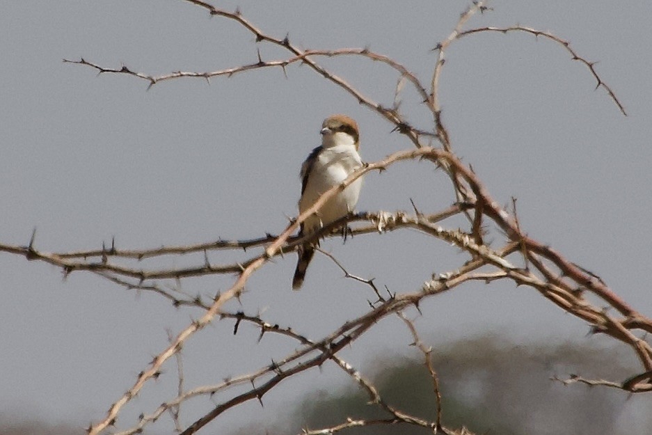 Pie-grièche à tête rousse - ML652656903