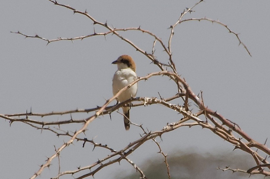 Pie-grièche à tête rousse - ML652656904