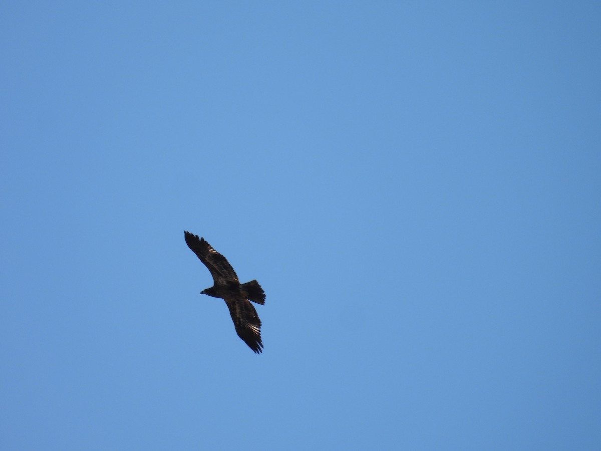 ハクトウワシ - ML652656938