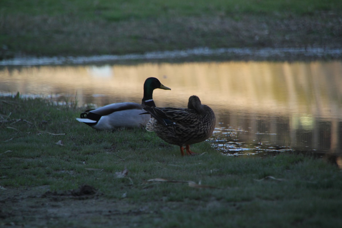 Крижень звичайний - ML652656956