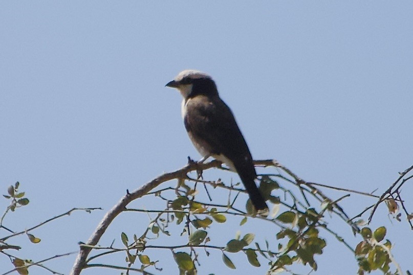 Eurocéphale de Rüppell - ML652656974