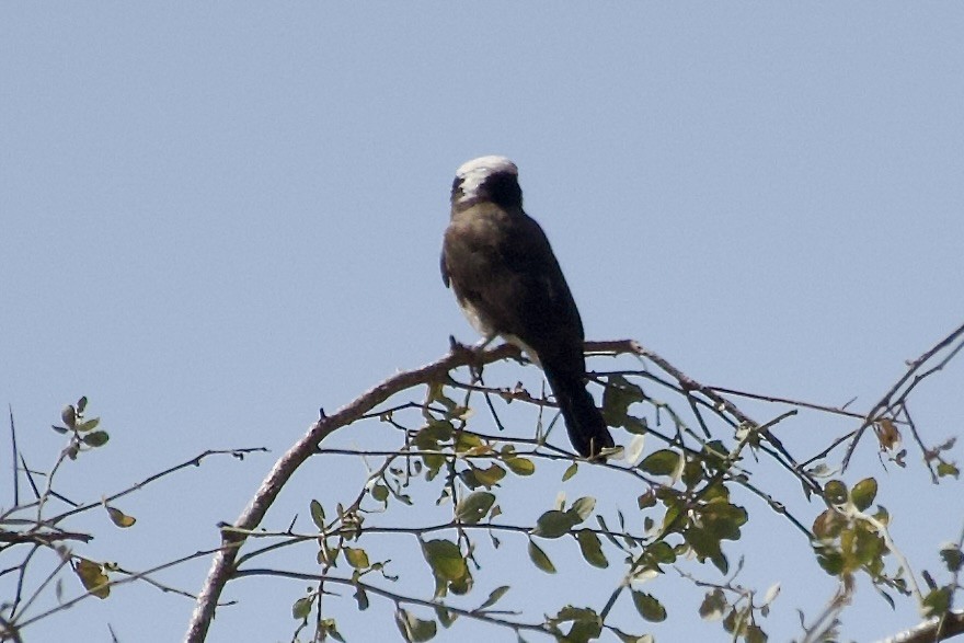 Eurocéphale de Rüppell - ML652656975