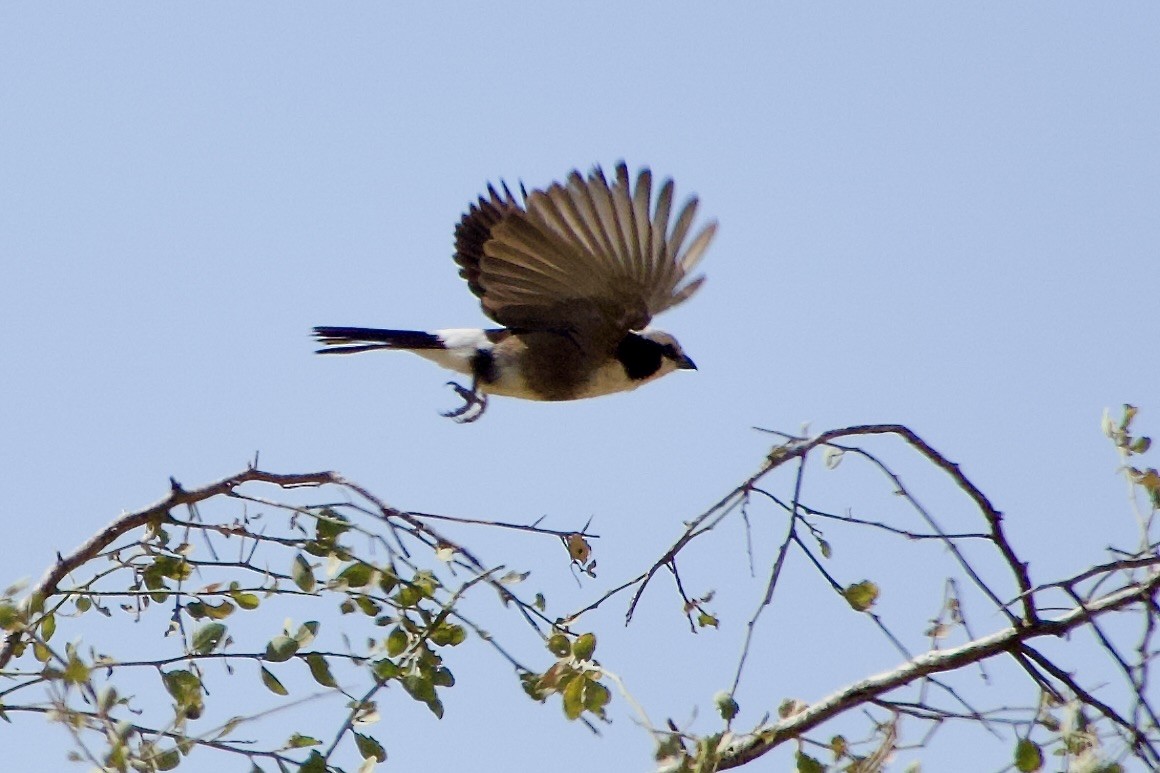 Eurocéphale de Rüppell - ML652656976