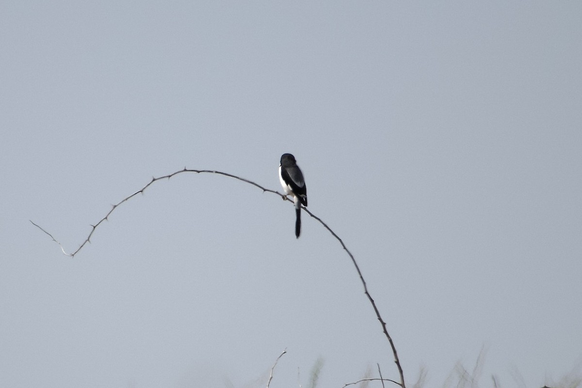 Pie-grièche de Somalie - ML652657013