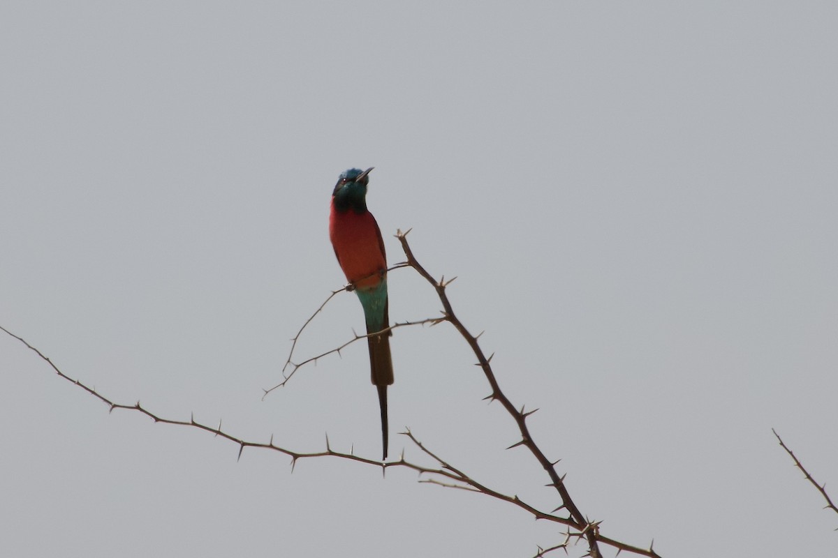 Guêpier écarlate - ML652657025