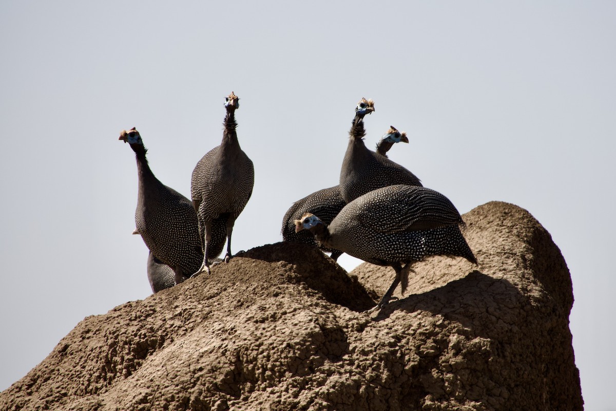 Pintade de Numidie - ML652657056