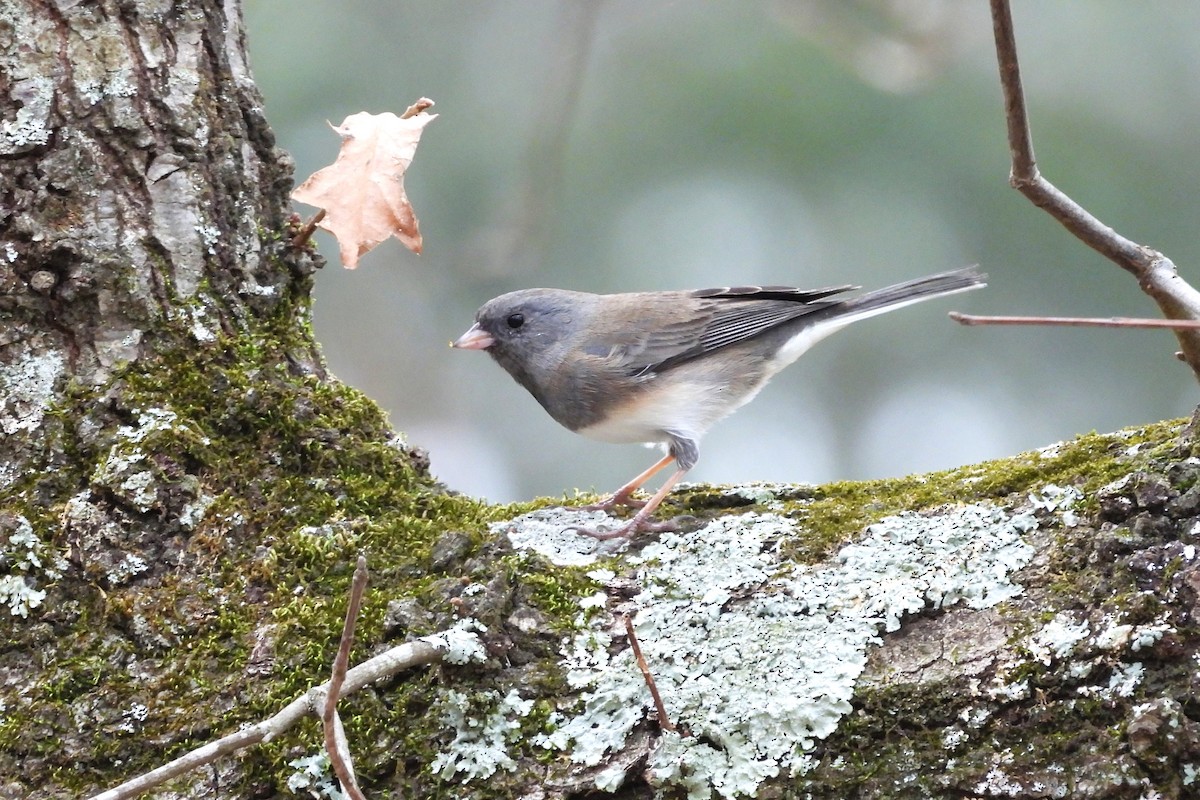 ユキヒメドリ - ML652657080