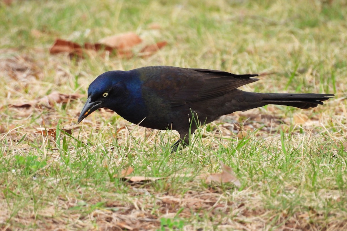 オオクロムクドリモドキ - ML652657083