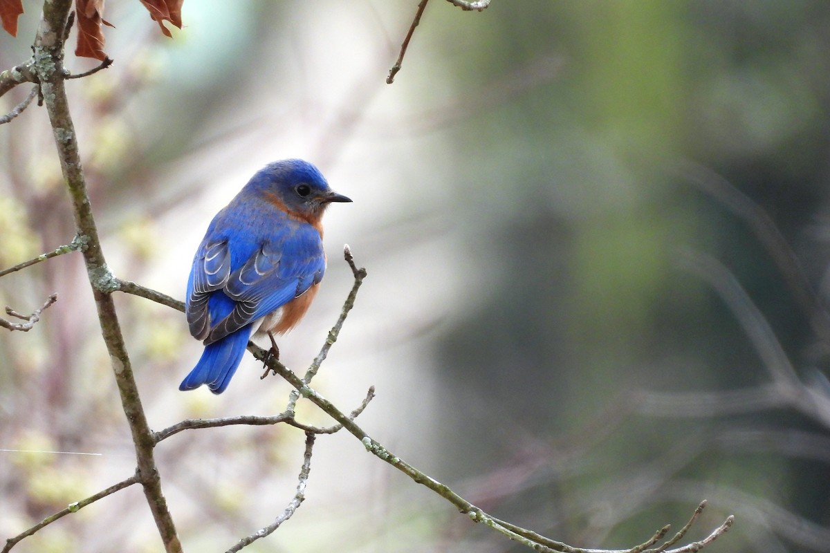 ルリツグミ - ML652657098