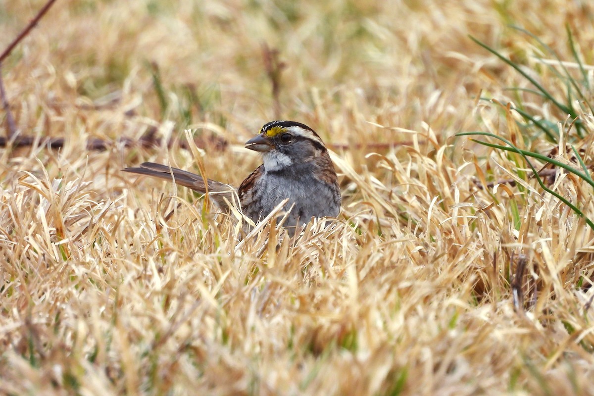 ノドジロシトド - ML652657114