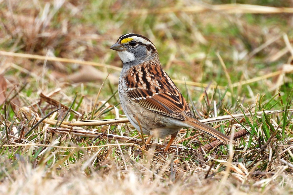 ノドジロシトド - ML652657127