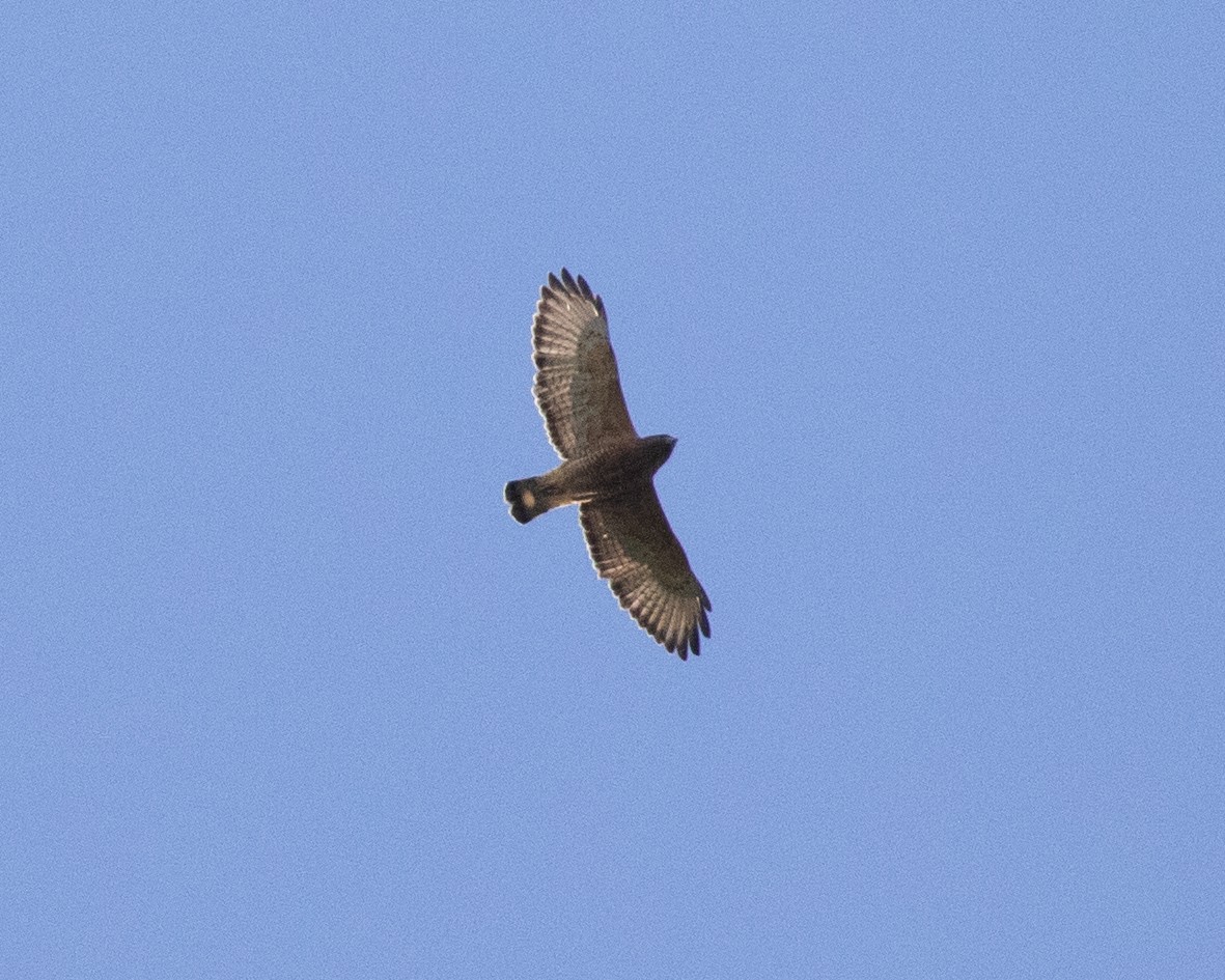 Broad-winged Hawk - ML652657131