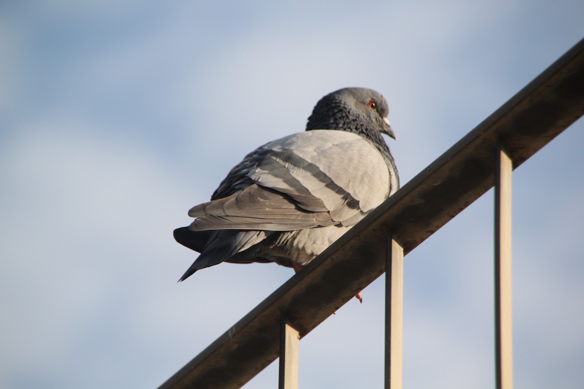 Голуб сизий - ML652657135