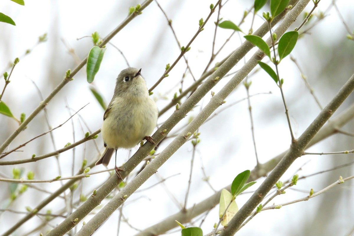 ルビーキクイタダキ - ML652657136