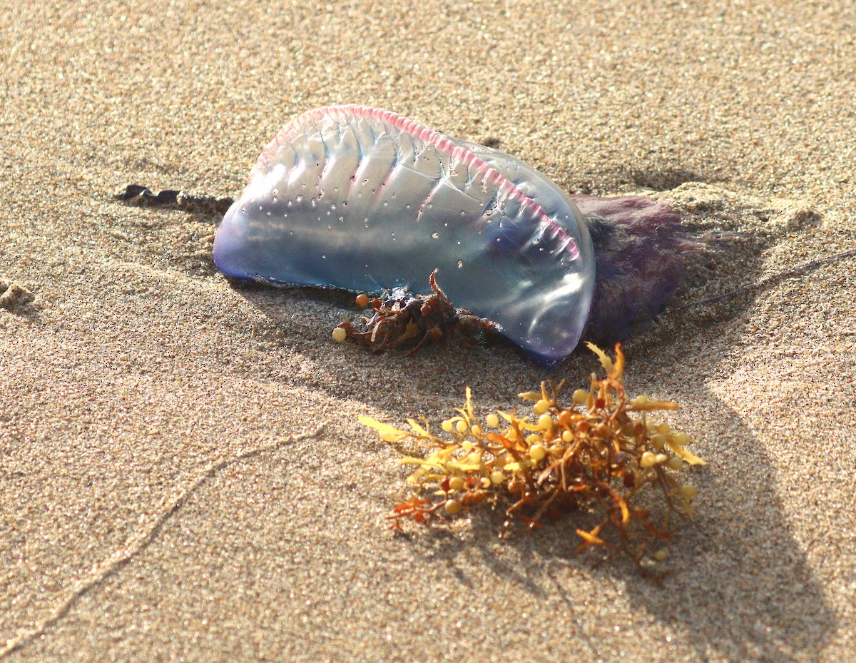 カツオノエボシ - ML652657427