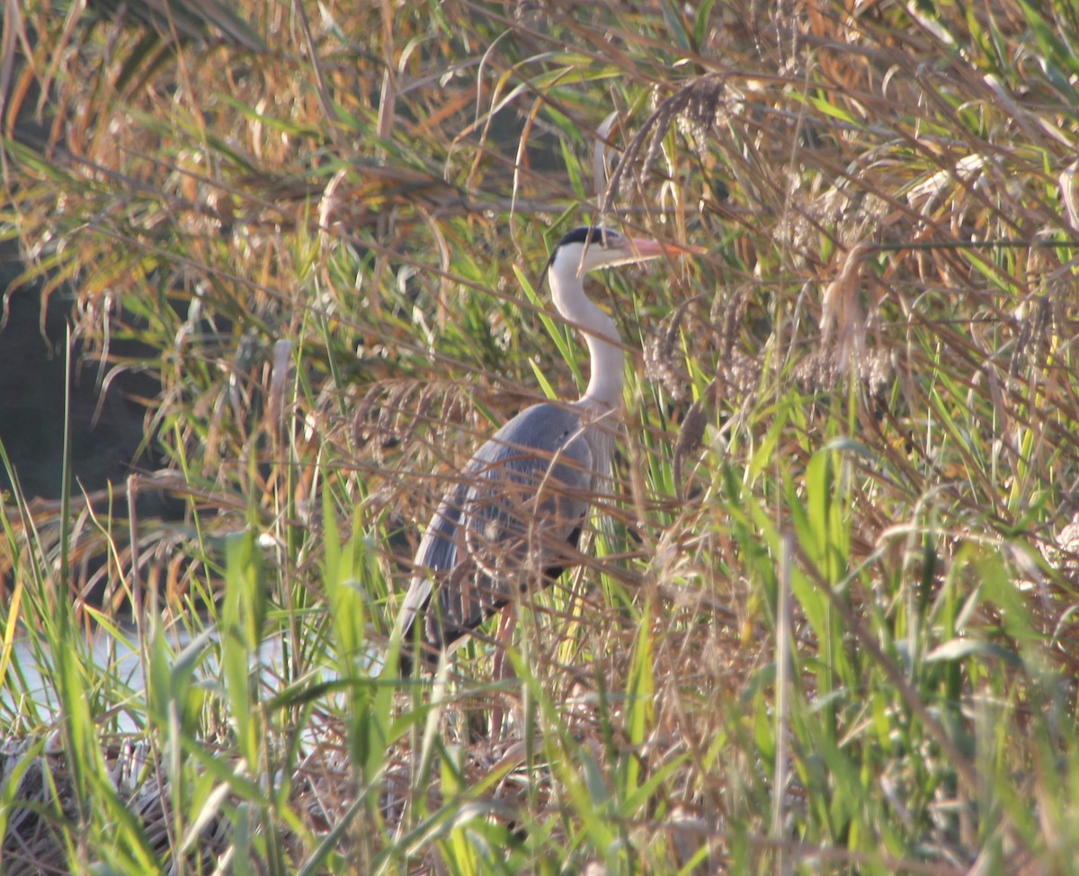 Чапля сіра - ML652657444