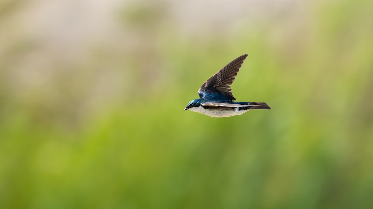 vlaštovka stromová - ML652657686